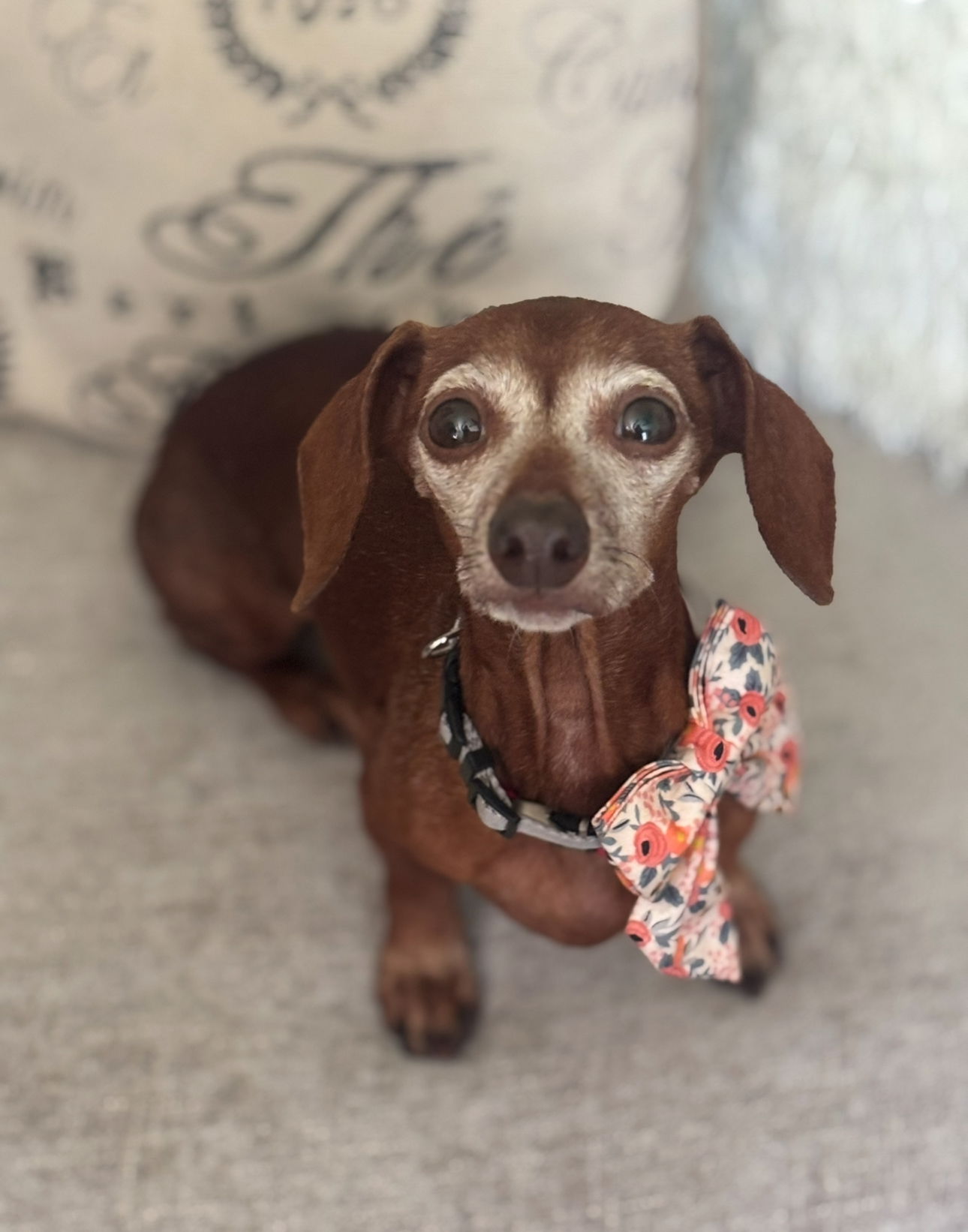 adoptable Dog in Florence, SC named Penny Lane2