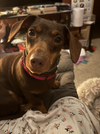 Nala