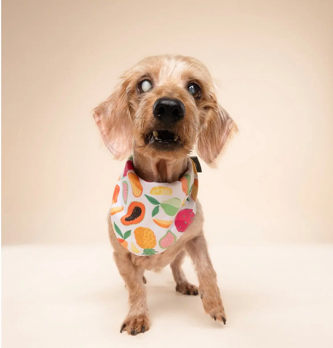 Sammy Being Fostered In Miami Fl image 4