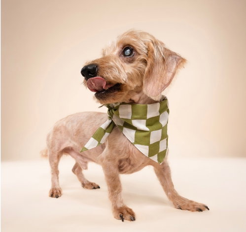 Sammy (being fostered in Miami, FL), photo 5