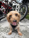 Sammy3 - Photo 5