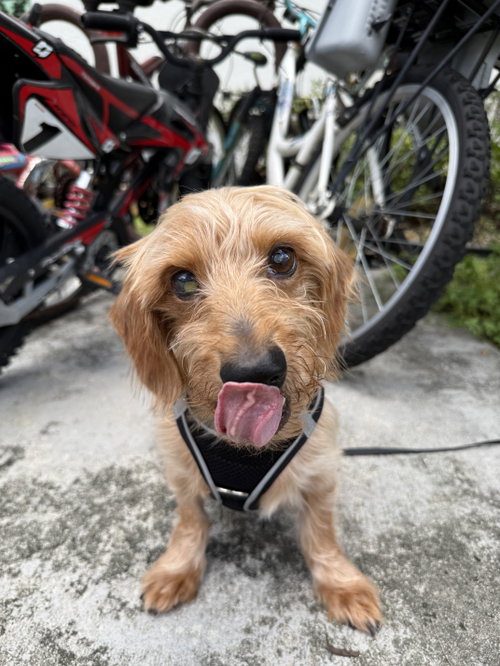 Sammy (being fostered in Miami, FL), photo 6