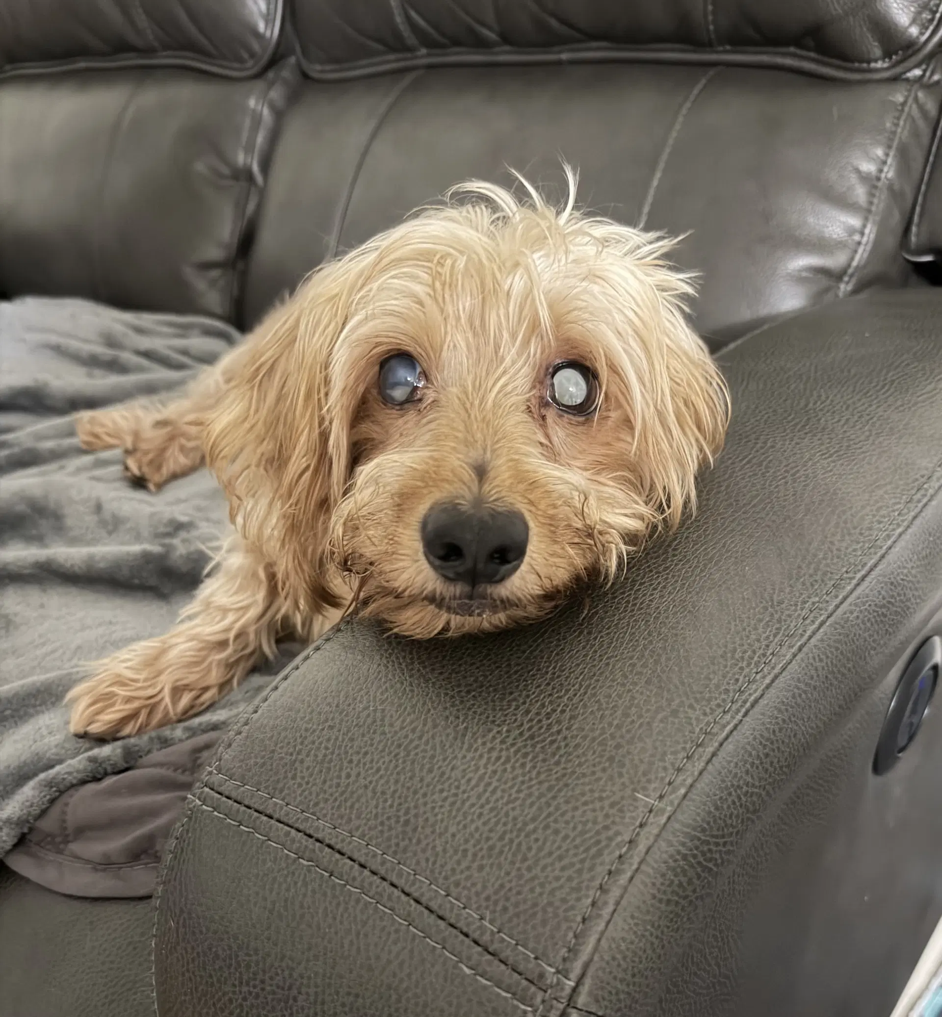 Sammy Being Fostered In Miami Fl - Dachshund