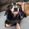 Minnie (being fostered in Miami, FL) - Photo 3
