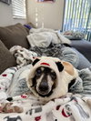 Minnie (being fostered in Miami, FL) - Photo 2