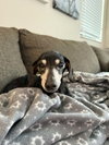 Minnie (being fostered in Miami, FL) - Photo 4