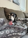 Minnie (being fostered in Miami, FL) - Photo 5