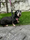 Minnie (being fostered in Miami, FL) - Photo 1