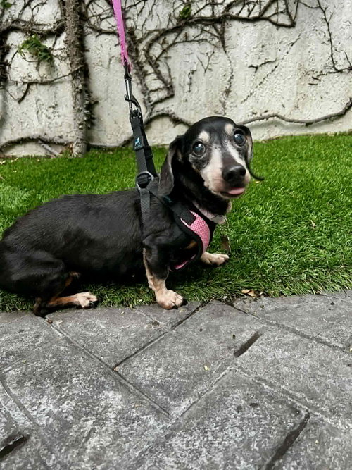 Minnie2, an adoptable Dachshund in Brookfield, MD