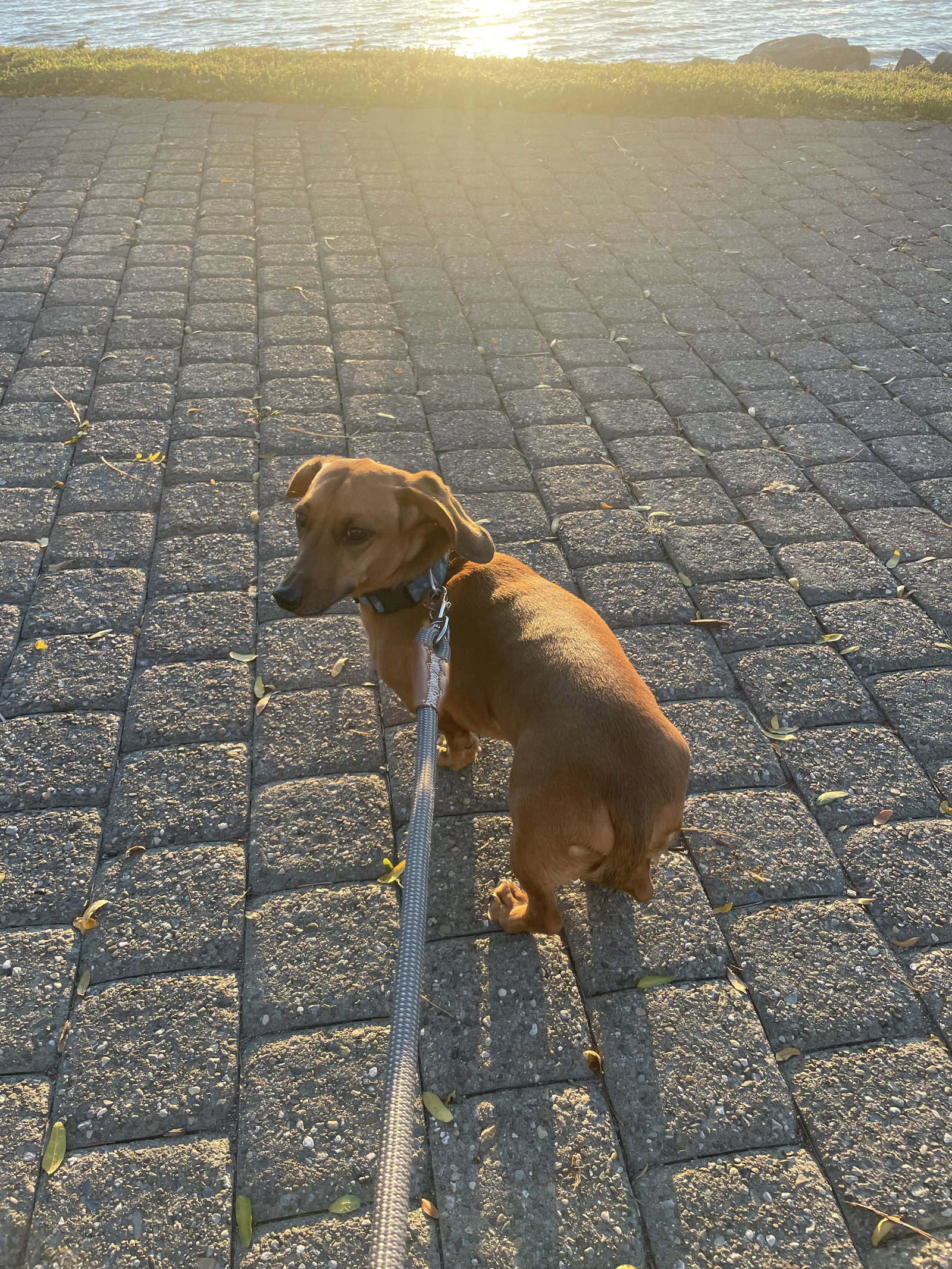 Little Paws Dachshund Rescue