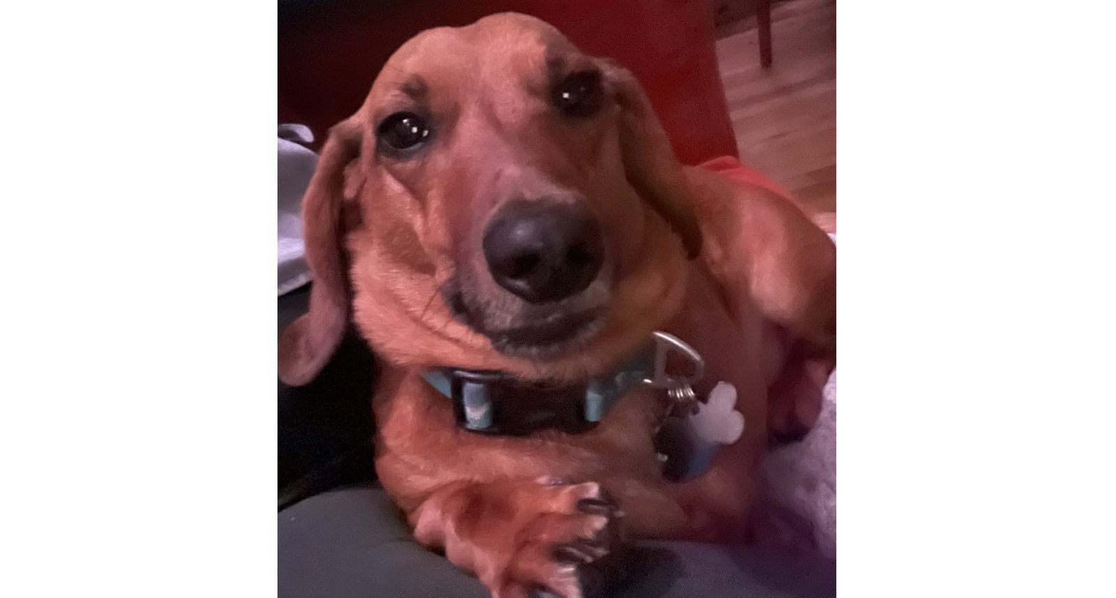 Little Paws Dachshund Rescue