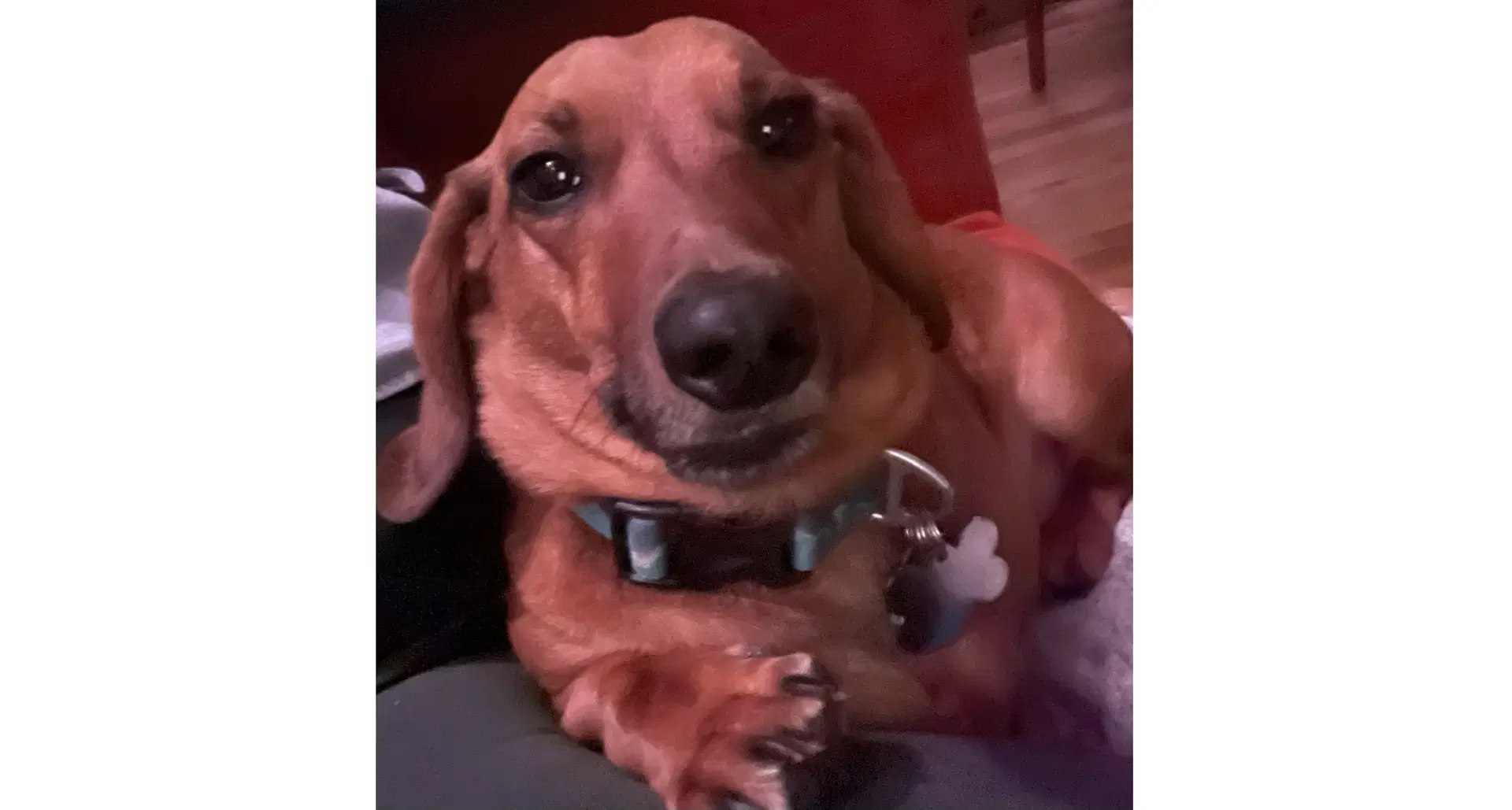 Willie - Dachshund
