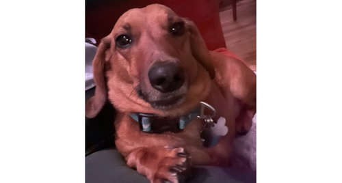 picture of the dog needing adoption