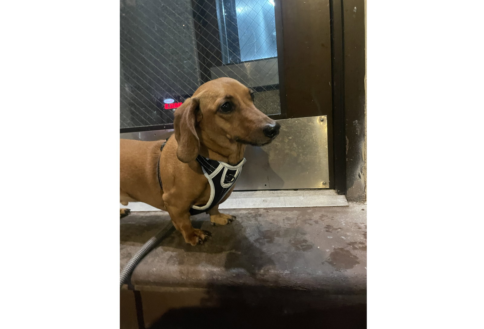 Little Paws Dachshund Rescue