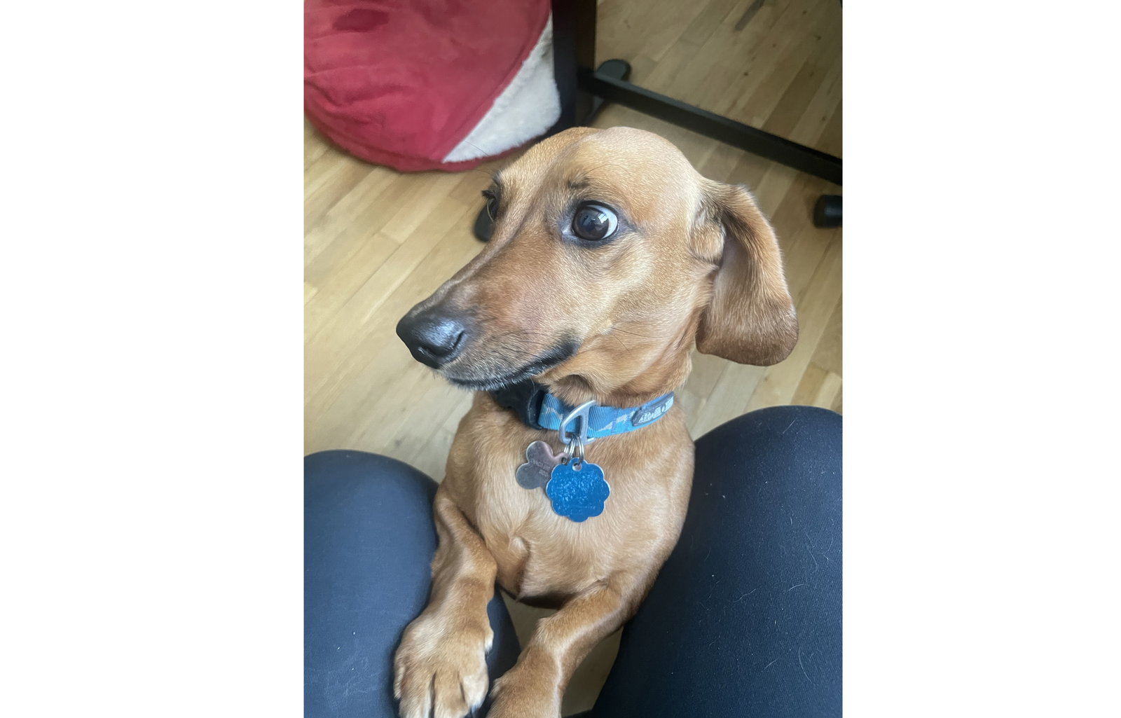 Little Paws Dachshund Rescue