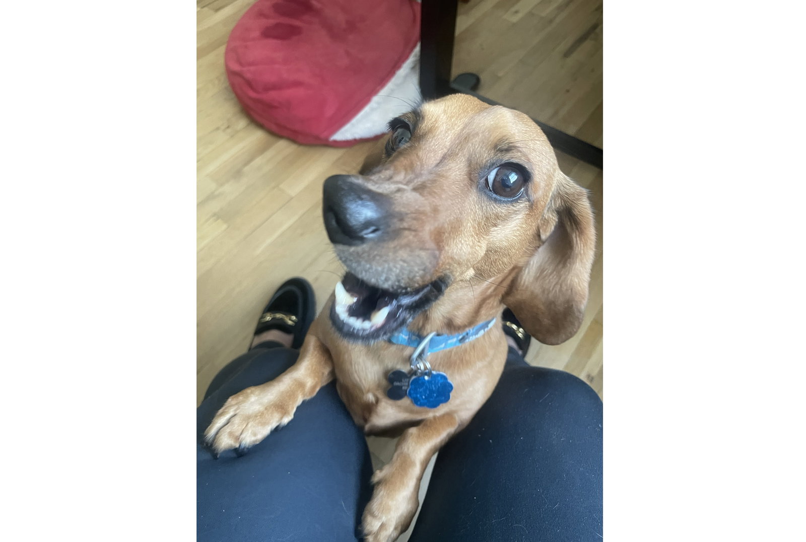 Little Paws Dachshund Rescue