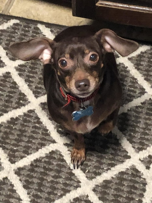 picture of the dog needing adoption