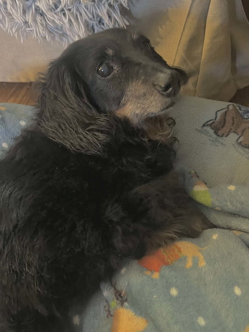 picture of the dog needing adoption