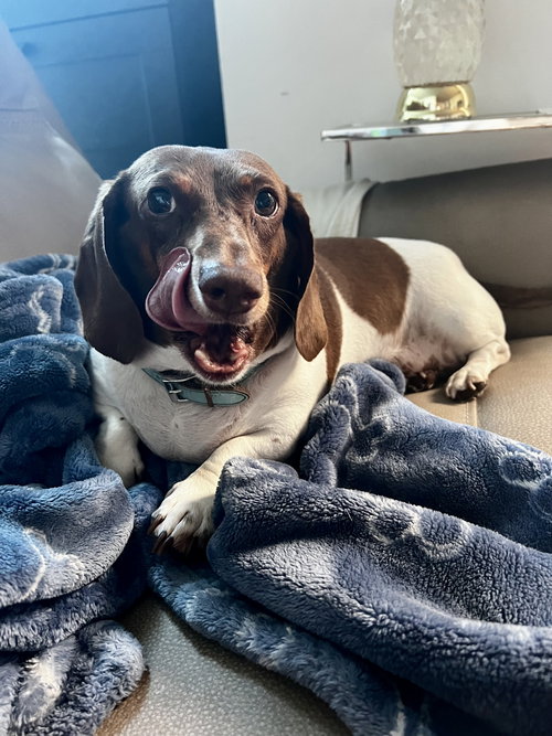picture of the dog needing adoption