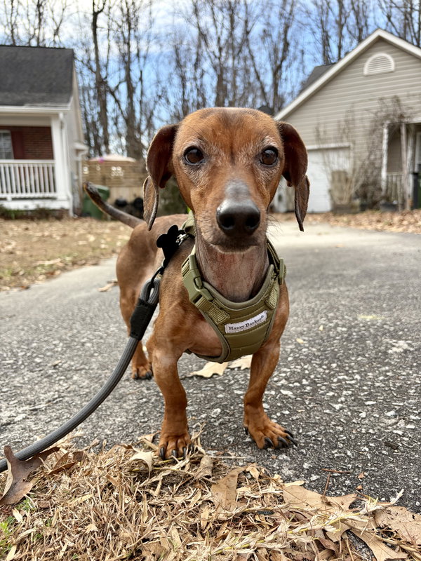 Little Joe (Bonded with Hoss)