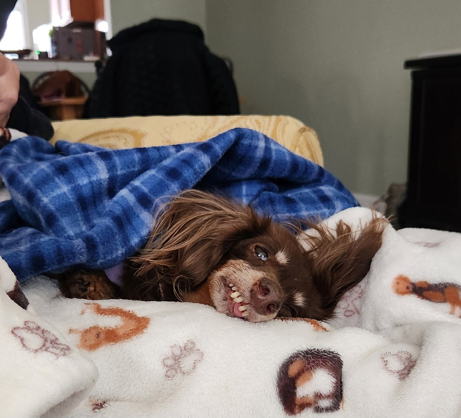 Little Paws Dachshund Rescue