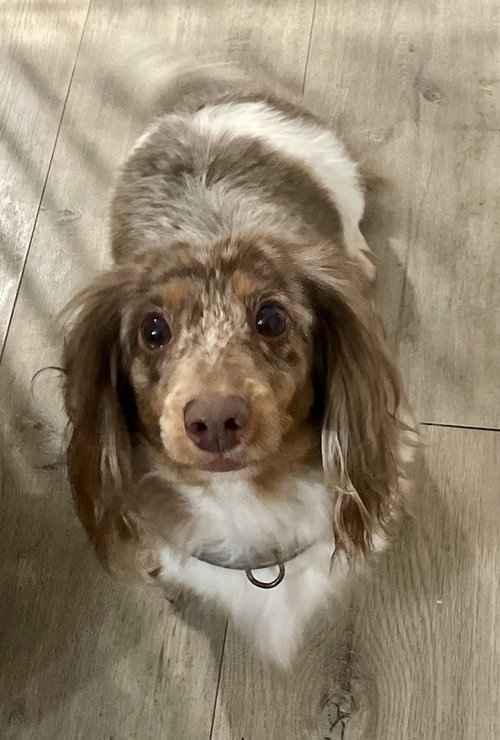 Ryce Puddin', an adoptable Dachshund in Brookfield, MD