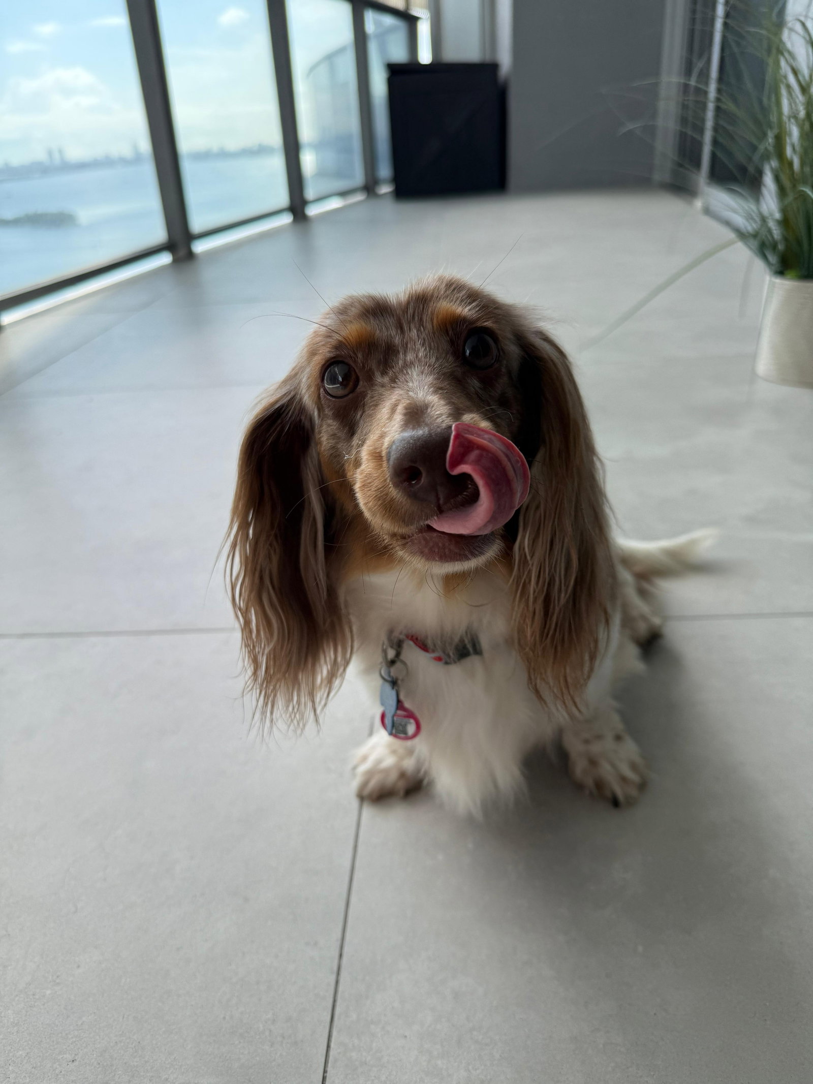 Ryce Puddin' (being fostered in South Florida) Image