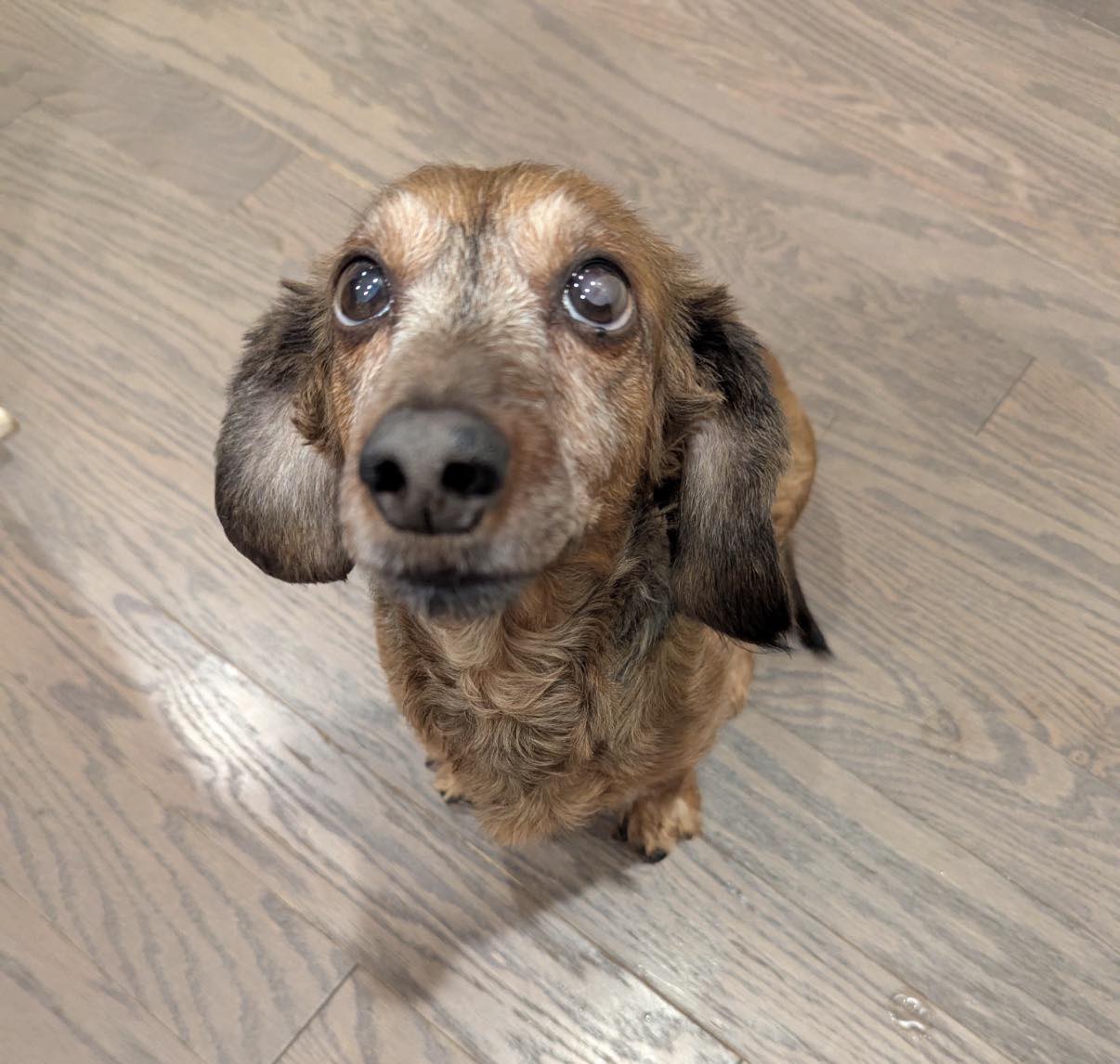 Little Paws Dachshund Rescue