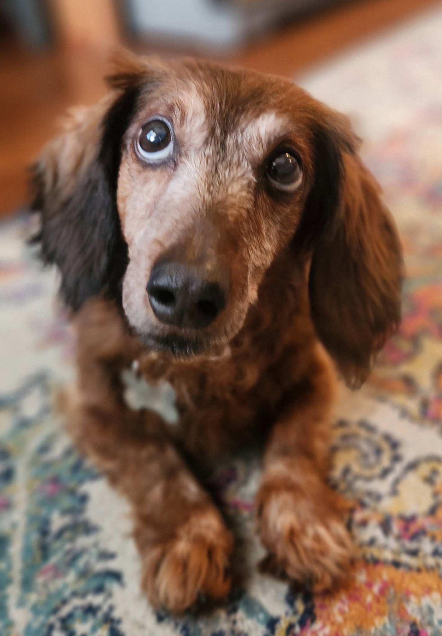 Little Paws Dachshund Rescue