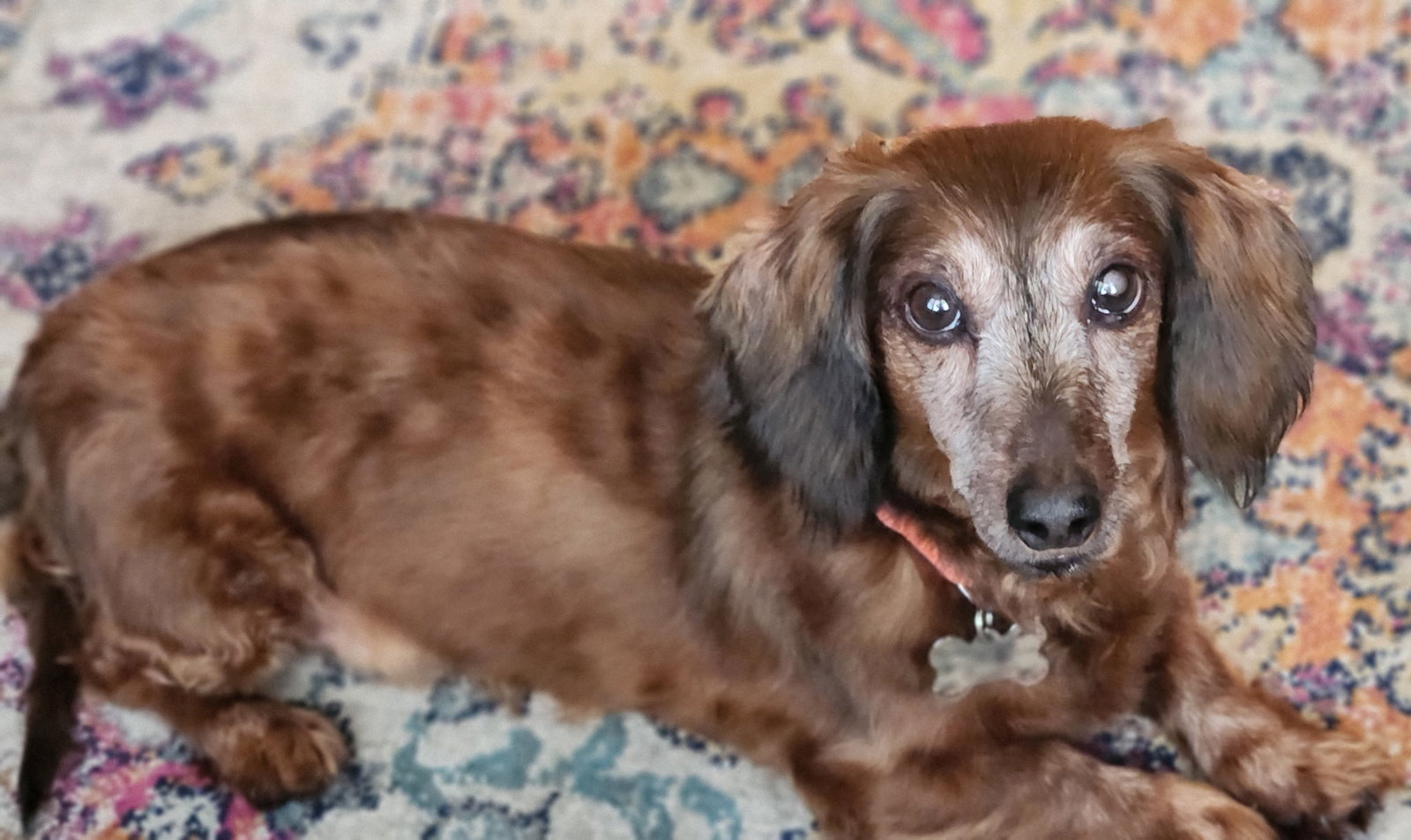 Little Paws Dachshund Rescue