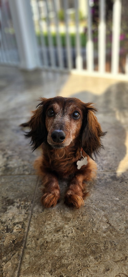 Loki, an adoptable Dachshund in Brookfield, MD