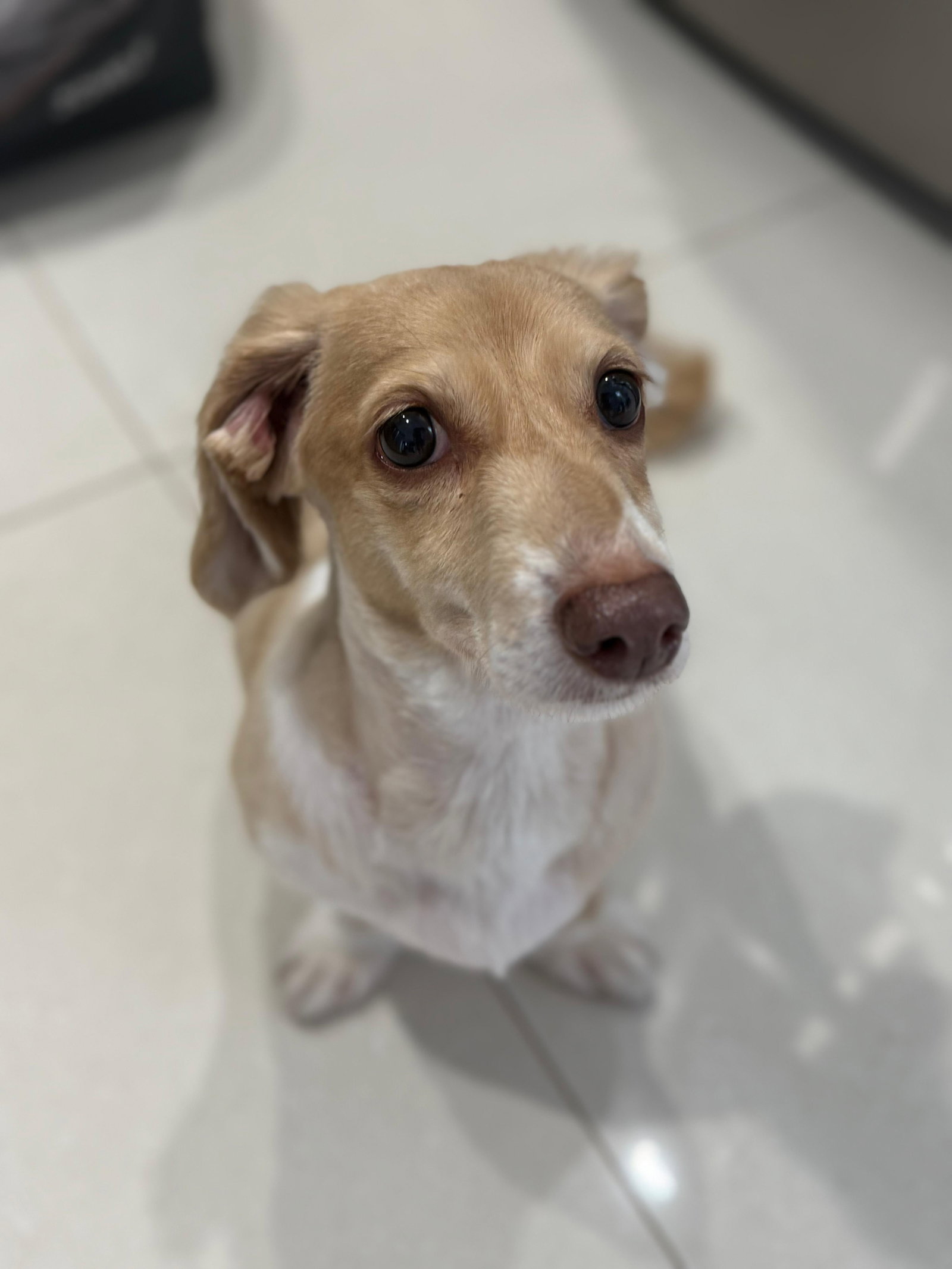 Little Paws Dachshund Rescue
