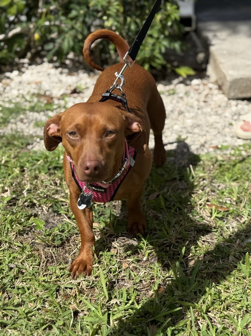 picture of the dog needing adoption