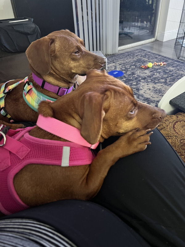 Lulu8 (Bonded with Lili)