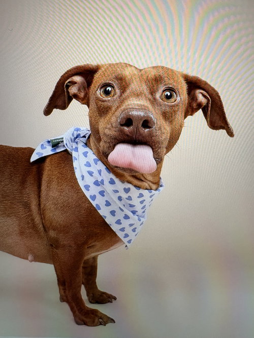 Lulu8 (Bonded with Lili), an adoptable Dachshund in Brookfield, MD