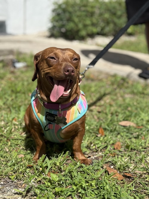 picture of the dog needing adoption