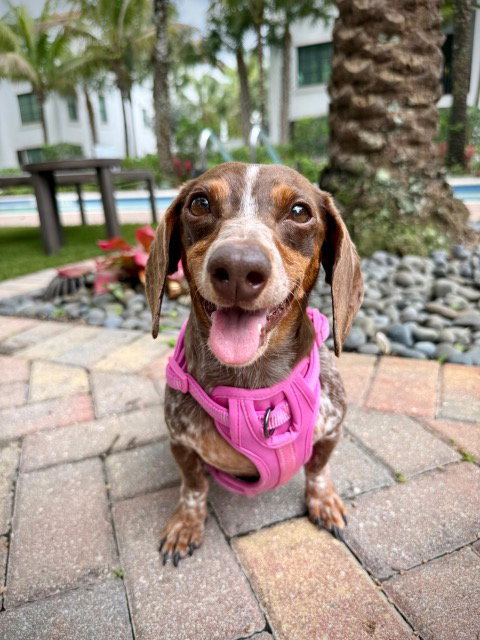 Lucy12 (being fostered in Miami, FL)