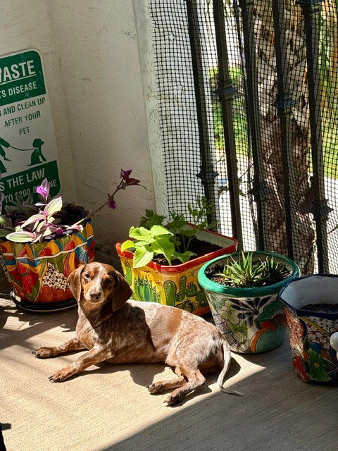 Lucy12 (being fostered in Miami, FL)