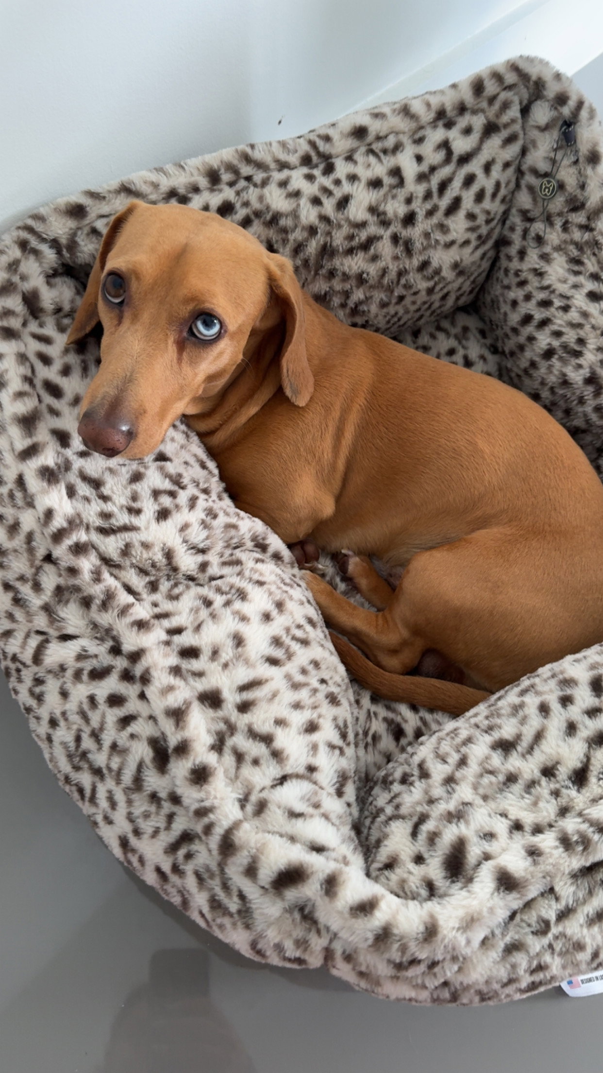 Little Paws Dachshund Rescue