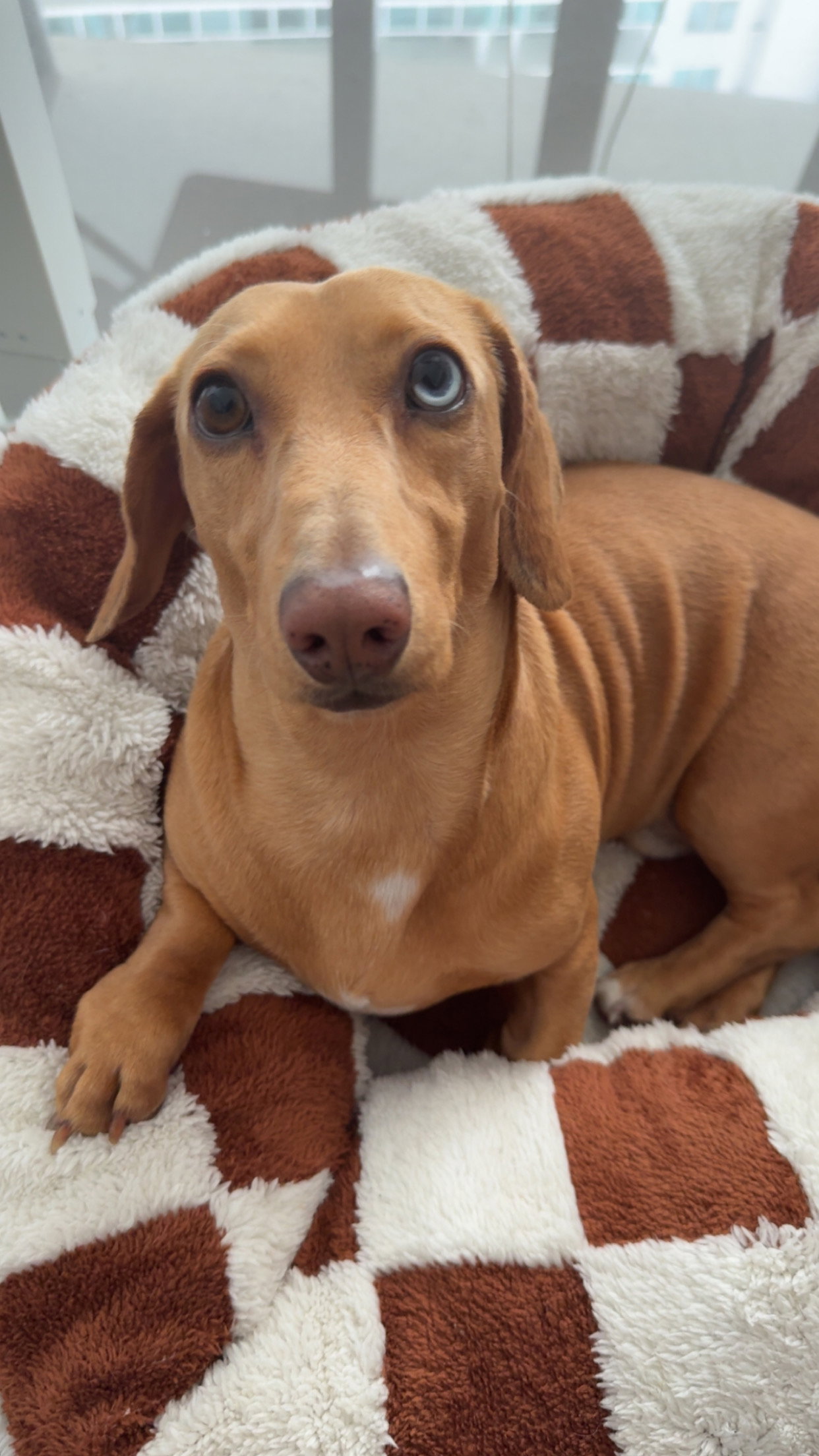 Little Paws Dachshund Rescue