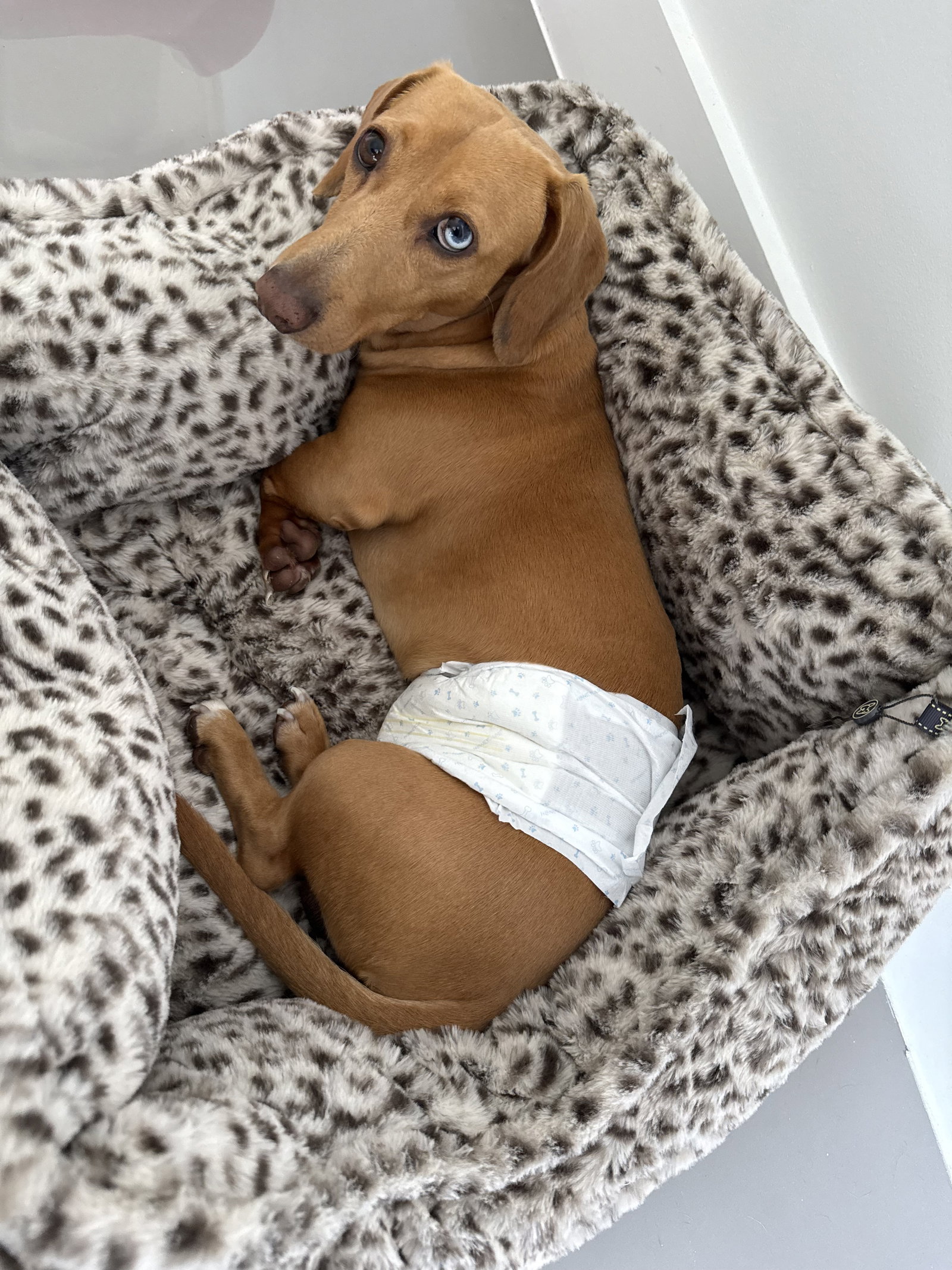 Little Paws Dachshund Rescue