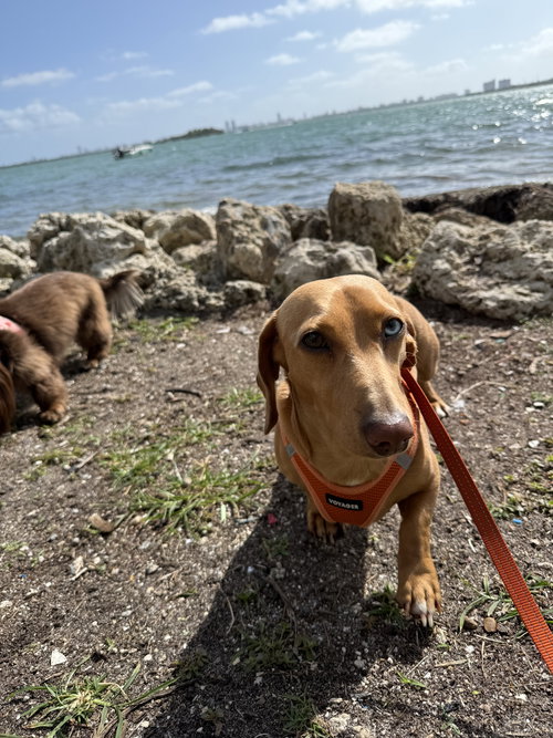 Bowie, an adoptable Dachshund in Brookfield, MD