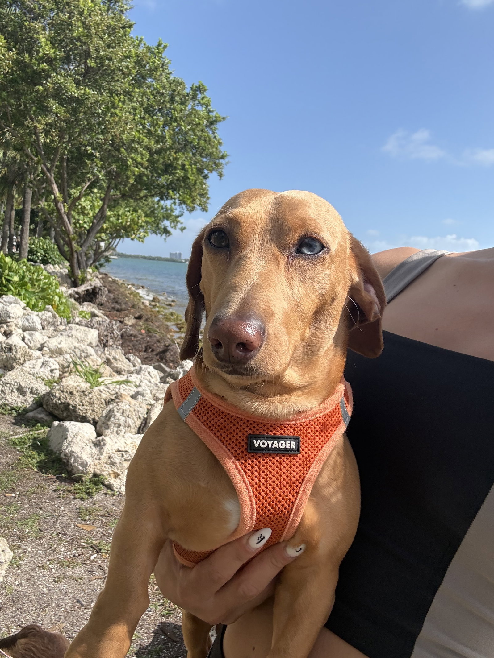 Little Paws Dachshund Rescue