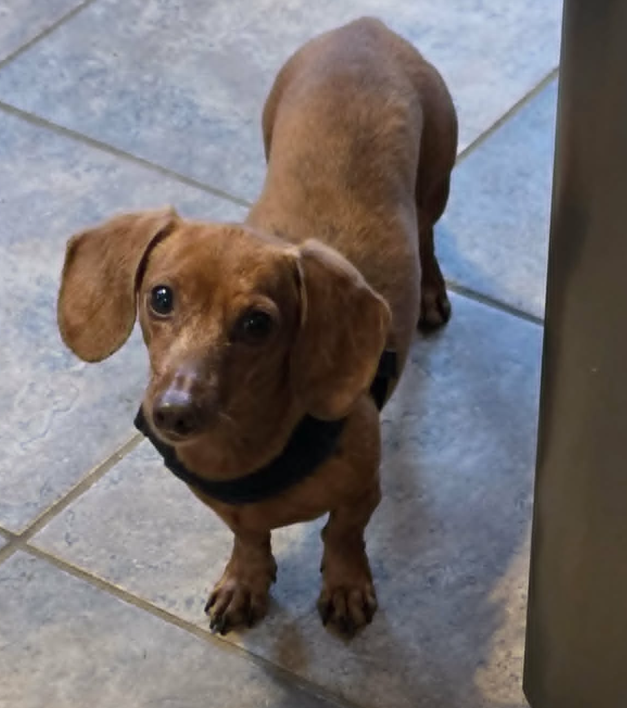 Little Paws Dachshund Rescue
