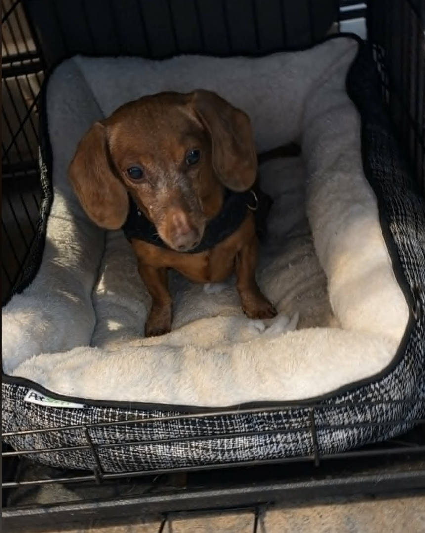 Little Paws Dachshund Rescue