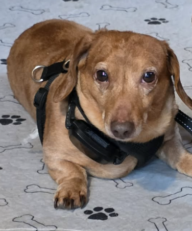 Little Paws Dachshund Rescue