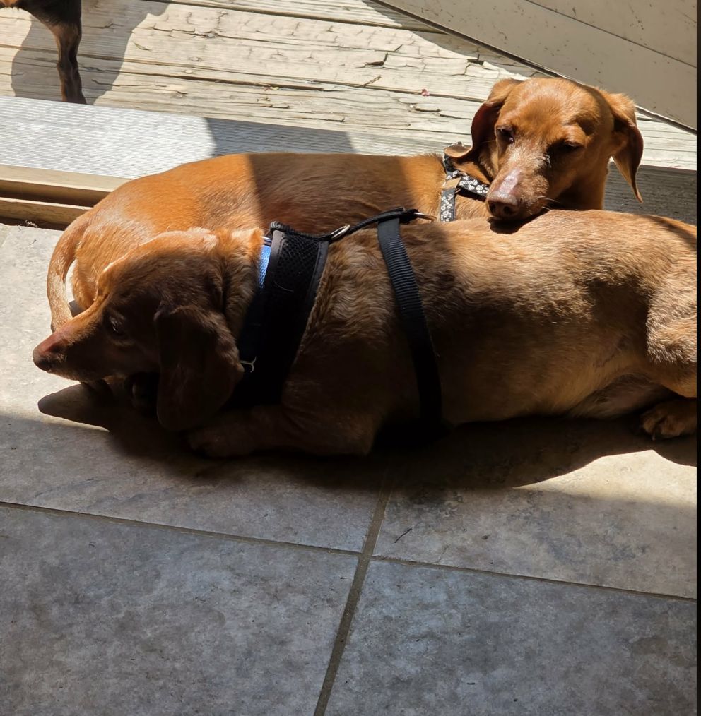 Little Paws Dachshund Rescue