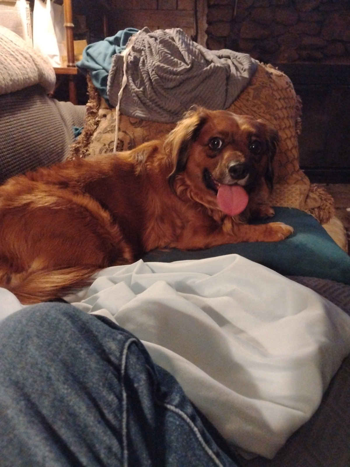 Lil Bit (being fostered in West Virginia)