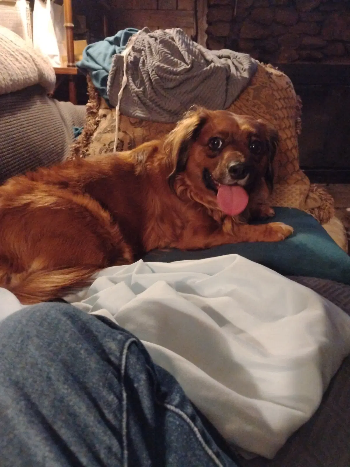 Lil Bit Being Fostered In West Virginia - Dachshund