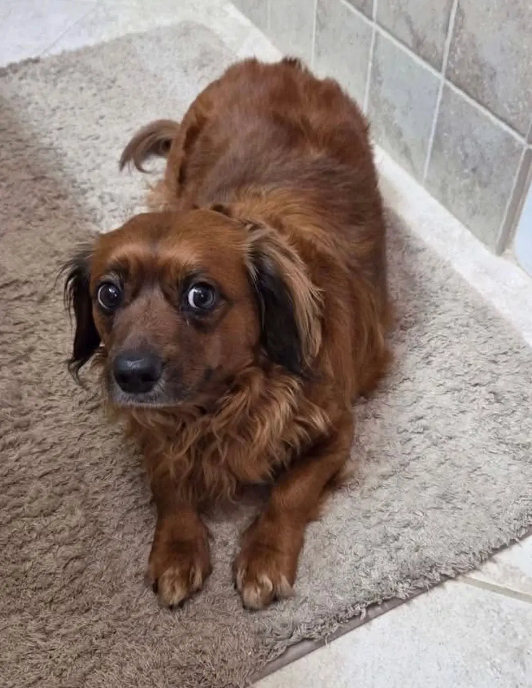 Lil Bit Being Fostered In West Virginia image 4